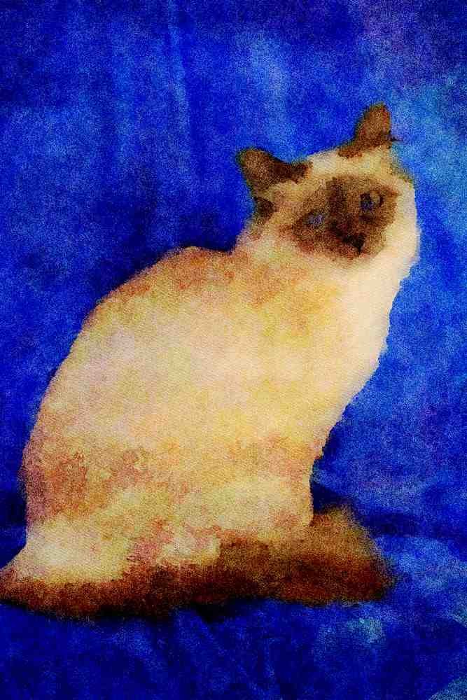 458015 Birman, Blue Point A4 Limited Edition Watercolour Print