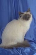 458015 Birman, Blue Point A4 Photo Print
