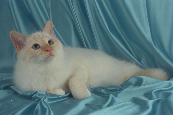 458016 Birman, Red Point A4 Photo Print