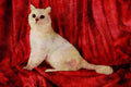 458018 British Shorthair, Tipped A4 Limited Edition Watercolour Print