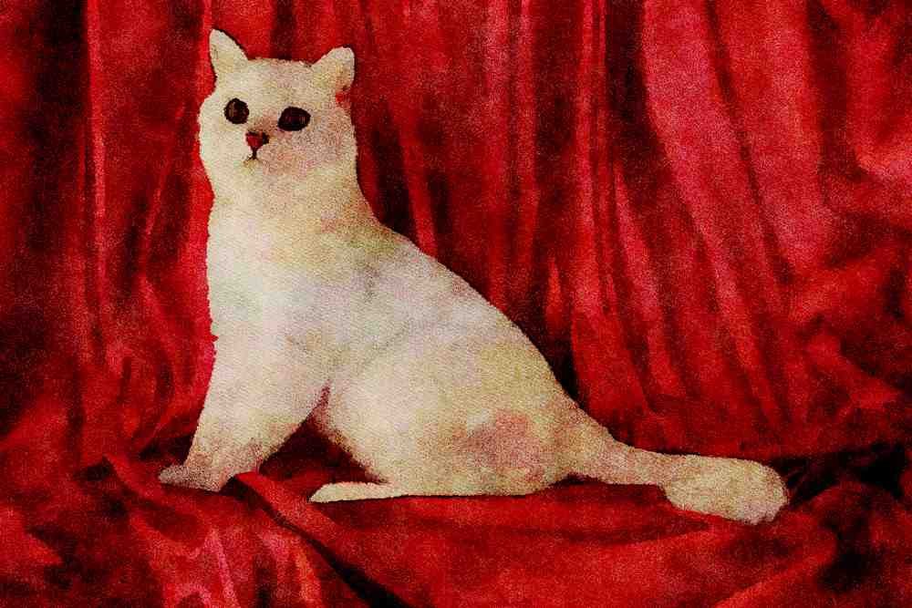 458018 British Shorthair, Tipped A4 Limited Edition Watercolour Print
