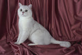 458018 British Shorthair, Tipped A4 Photo Print