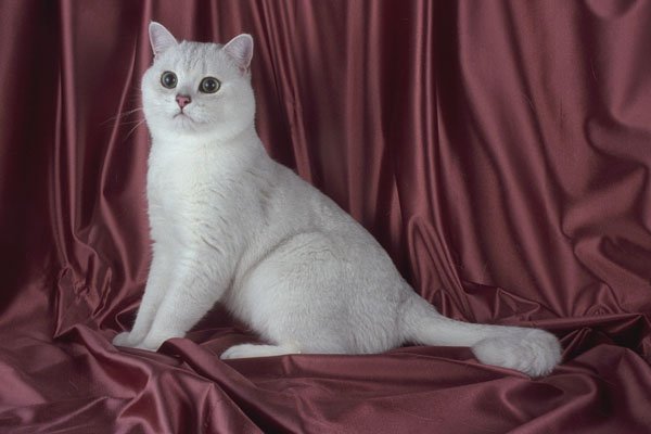 458018 British Shorthair, Tipped A4 Photo Print
