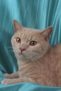 458019 British Shorthair, Cream A4 Photo Print