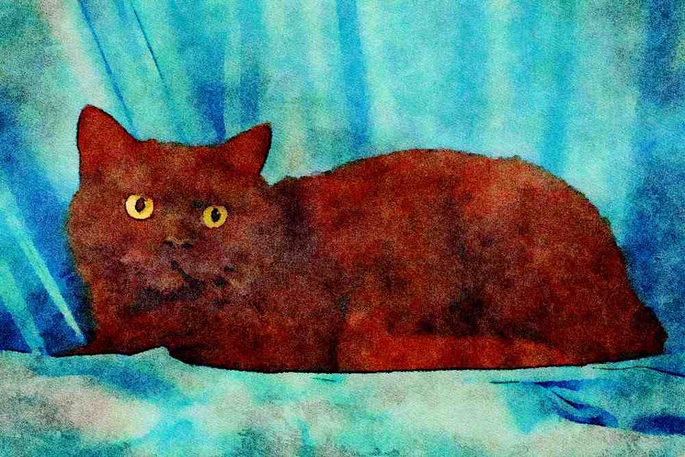 458020 British Shorthair, Chocolate A4 Limited Edition Watercolour Print