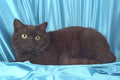 458020 British Shorthair, Chocolate A4 Photo Print