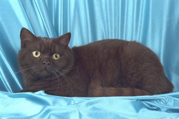 458020 British Shorthair, Chocolate A4 Photo Print