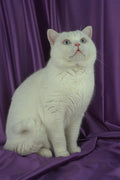 458021 British Shorthair, White A4 Photo Print