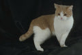 458022 British Shorthair, Cream And White A4 Photo Print