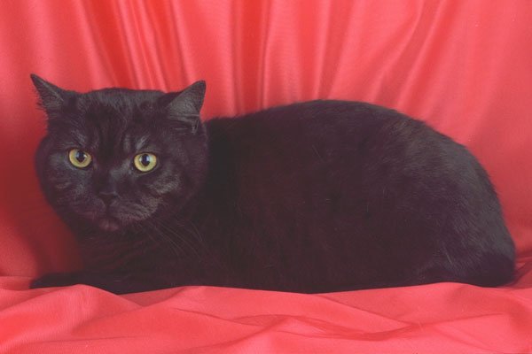 458023 British Shorthair, Black Smoke A4 Photo Print