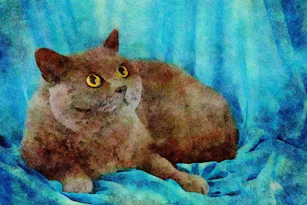 458024 British Shorthair, Blue A4 Limited Edition Watercolour Print