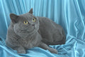 458024 British Shorthair, Blue A4 Photo Print