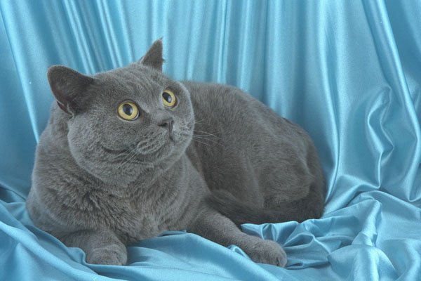 458024 British Shorthair, Blue A4 Photo Print