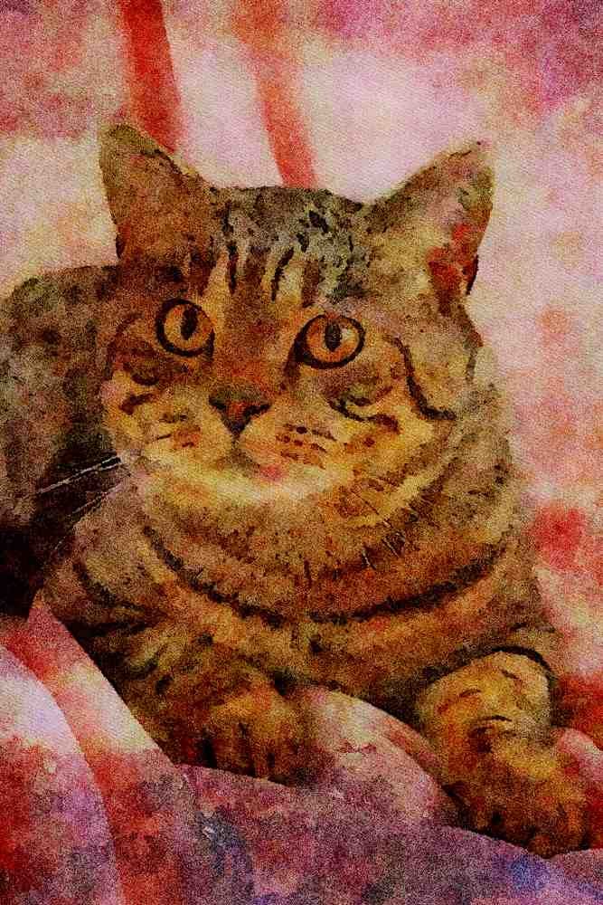 458025 British Shorthair, Brown Spotted A4 Limited Edition Watercolour Print