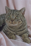 458025 British Shorthair, Brown Spotted A4 Photo Print