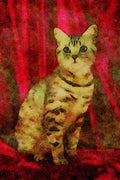 458026 British Shorthair, Silver Spotted A4 Limited Edition Watercolour Print