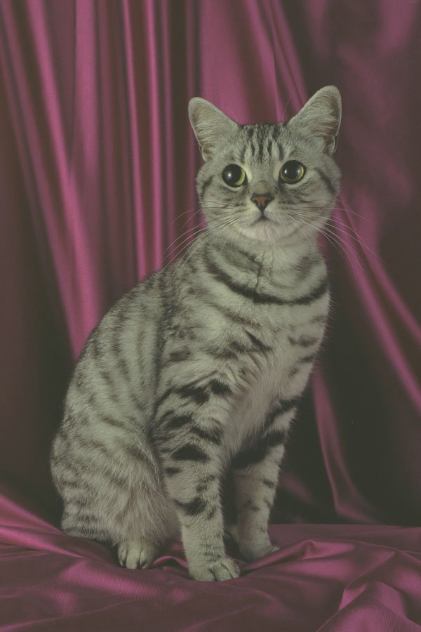 458026 British Shorthair, Silver Spotted A4 Photo Print
