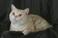 458027 British Shorthair, Red Silver Tabby A4 Photo Print