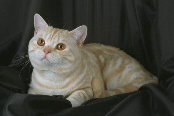 458027 British Shorthair, Red Silver Tabby A4 Photo Print