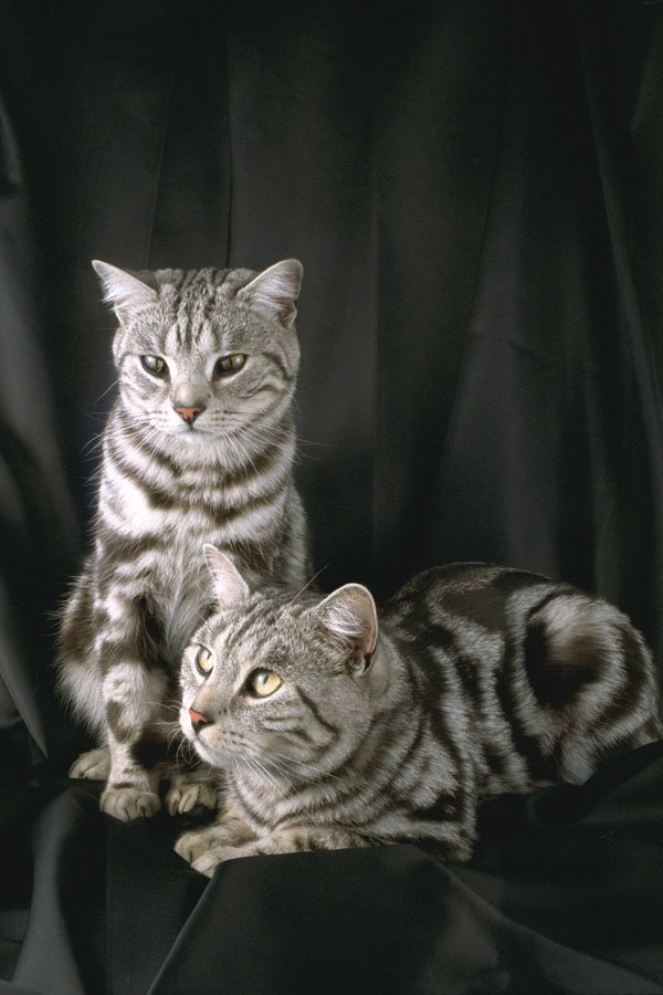 458028 British Shorthair, Silver Tabby A4 Photo Print