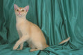 458029 Burmese, Red A4 Photo Print