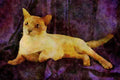 458030 Burmese, Lilac A4 Limited Edition Watercolour Print
