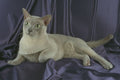 458030 Burmese, Lilac A4 Photo Print