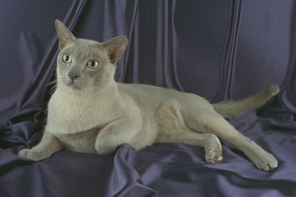 458030 Burmese, Lilac A4 Photo Print