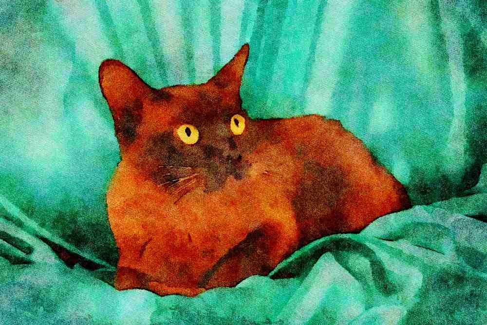 458031 Burmese, Brown A4 Limited Edition Watercolour Print