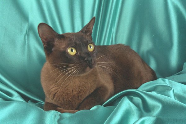 458031 Burmese, Brown A4 Photo Print