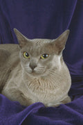 458032 Burmese, Blue A4 Photo Print