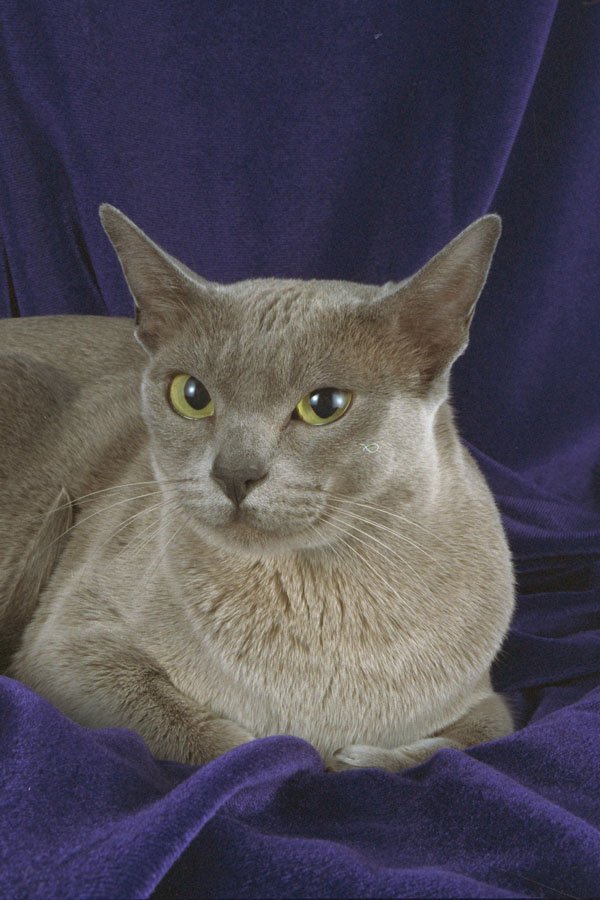 458032 Burmese, Blue A4 Photo Print