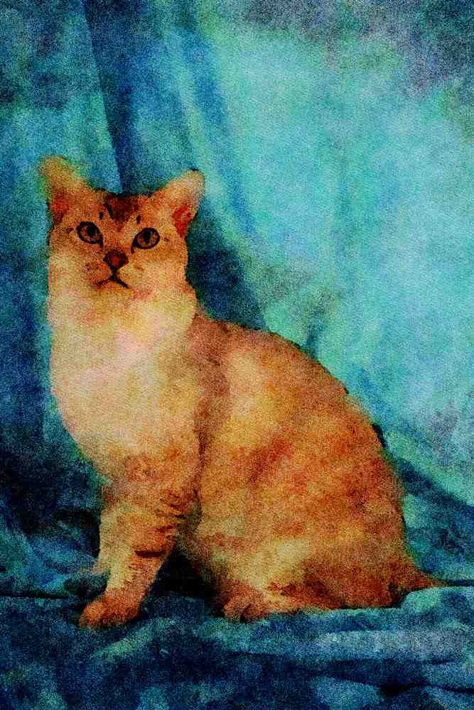 458033 Burmilla, Brown Silver A4 Limited Edition Watercolour Print