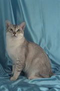 458033 Burmilla, Brown Silver A4 Photo Print