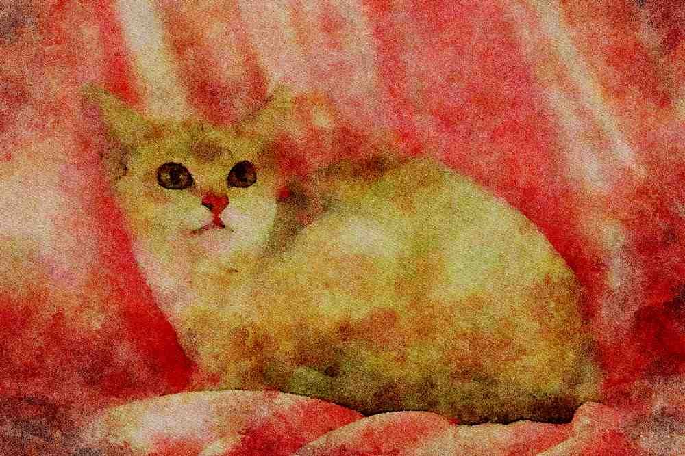 458034 Burmilla, Caramel Shaded A4 Limited Edition Watercolour Print