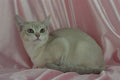 458034 Burmilla, Caramel Shaded A4 Photo Print