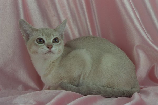 458034 Burmilla, Caramel Shaded A4 Photo Print