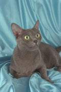 458040 Korat A4 Photo Print