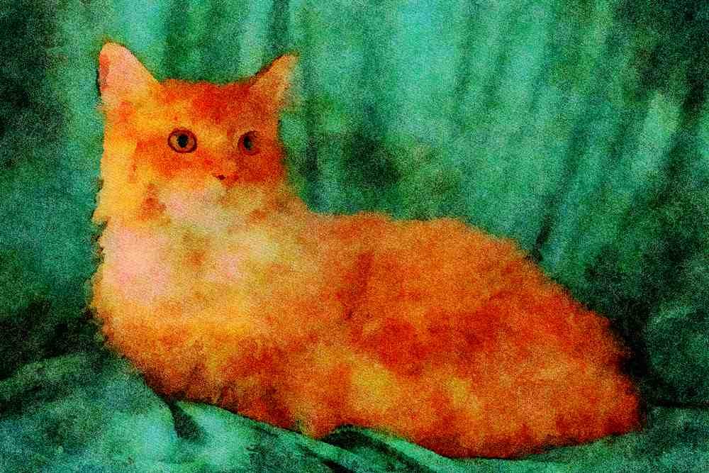 458041 Maine Coon, Red Tabby A4 Limited Edition Watercolour Print