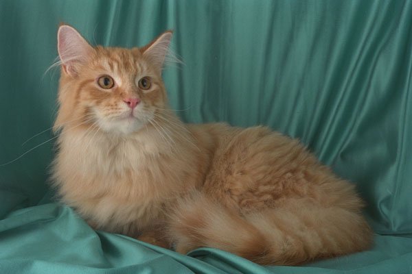 458041 Maine Coon, Red Tabby A4 Photo Print