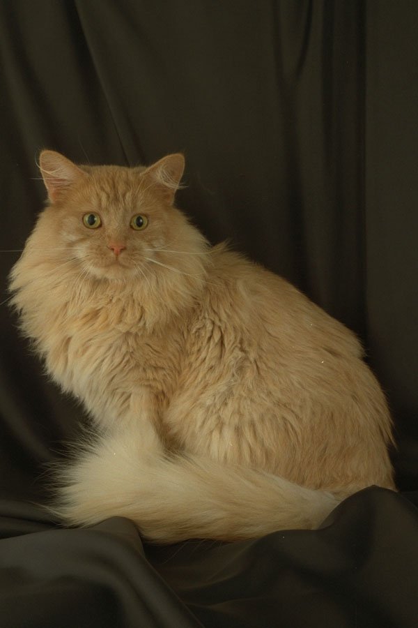 458042 Maine Coon, Red Shaded A4 Photo Print