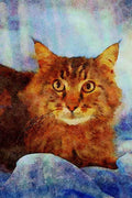 458043 Maine Coon, Brown Tabby A4 Limited Edition Watercolour Print