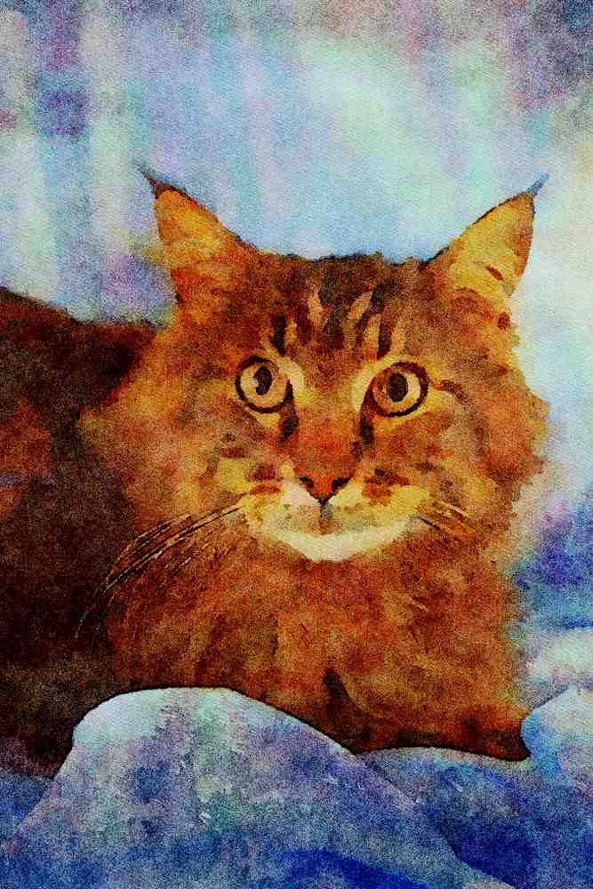 458043 Maine Coon, Brown Tabby A4 Limited Edition Watercolour Print