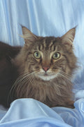 458043 Maine Coon, Brown Tabby A4 Photo Print