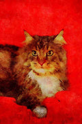 458044 Maine Coon, Brown Tabby And White A4 Limited Edition Watercolour Print