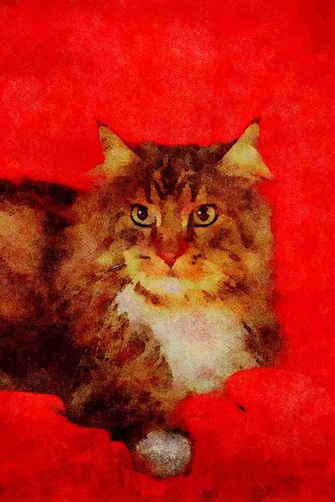 458044 Maine Coon, Brown Tabby And White A4 Limited Edition Watercolour Print