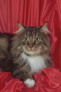 458044 Maine Coon, Brown Tabby And White A4 Photo Print