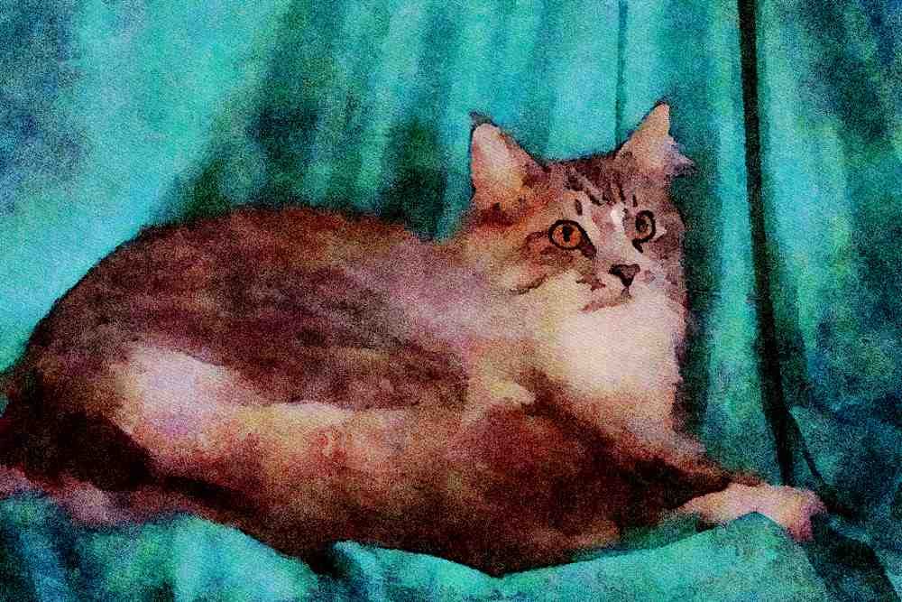 458045 Maine Coon, Silver Tabby A4 Limited Edition Watercolour Print