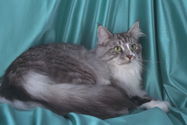 458045 Maine Coon, Silver Tabby A4 Photo Print