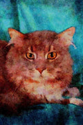 458046 Maine Coon, Blue Tabby A4 Limited Edition Watercolour Print